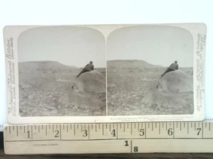 Assedio di Ladysmith Stereoview Sottobosco e Sottobosco n. 9722 1901 - Foto 1 di 2