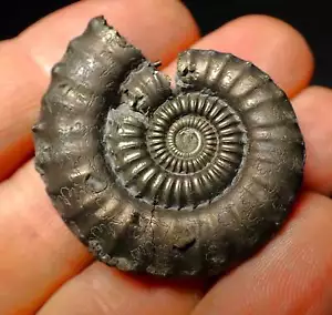 Großer Crucilobiceras Pyrit Ammonit Fossil (40 mm) Jurassic Coast Fossilien UK - Bild 1 von 5