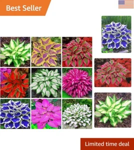 Shade-Loving 200+ Hosta Seeds - Non-GMO, Low Maintenance for -Round Foliage - Picture 1 of 11