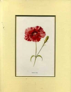 Hulme, Edward F INDIAN PINK: MOUNTED PRINT FROM FAMILIAR GARDEN FLOWERS 1885 Pap - Picture 1 of 1