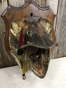 1950 mounted Muskie head with large 50s feathered lure - Picture 1 of 8