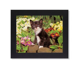 Blauäugiges Baby Kätzchen sitzend in Blumen Katze Foto Wandbild schwarz gerahmt - Bild 1 von 4