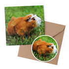1 x Greeting Card & 10cm Sticker Set - Ginger Guinea Pig Rodent #15574