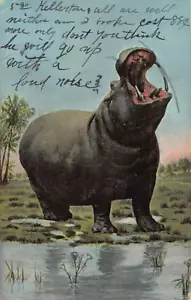 Postal: Hipopótamo, Tarjeta Postal Klio, Publicada 1910, De Colección, Hipopótamo - Imagen 1 de 2