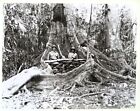 VINTAGE WW2 ORIGINAL USMC PHOTOGRAPH GUADALCANAL:  TREE GUN EMPLACEMENT