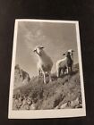 Vintage black & white photo postcard sheep wildlife mountains