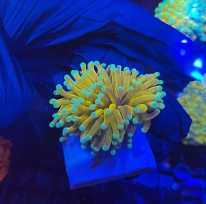 ULTRA 24K GOLD TORCH CORAL - STUNNING BRIGHT GOLD BLUE/ WHITE TIP LPS EUPHYLLIA - Picture 1 of 1