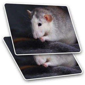 2 rechteckige Aufkleber 7,5 cm - süß grau Haustier Ratte frisst cool Geschenk #21417 - Bild 1 von 9