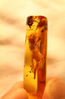 COPAL AMBER COLUMBIAN AMBER FOSSIL INCLUSIONS COMPLETE LIZARD CERTYFIKATE MUSEUM