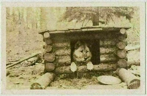 A Malamute at Home in Alaska RPPC - Imagen 1 de 2