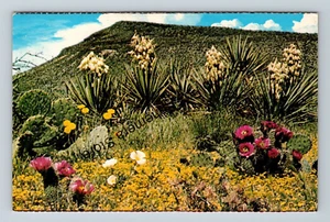 Postkarte Yucca und Biberschwanzkakteen in Feldwüste Mohn Arizona - Bild 1 von 2