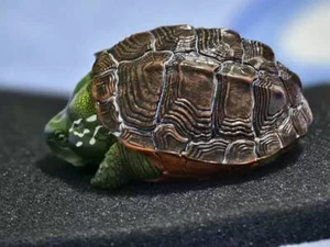 Animal Planet Super Rep Animal Heavenly Body Large-Headed Turtle Rare Ver. Model - Picture 1 of 12