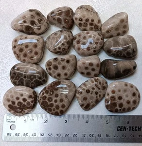 16 Petoskey Stein 1 Pfund 6 Unzen unpoliert Posten Michigan Hexagonaria Fossilien - Bild 1 von 8