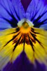 Yellow Blue Purple Pansy Pansies Viola Summer Flowers Photograph Picture Print