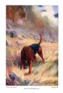 Antiguo Bloodhound Impresión Vintage Años 30 Ward Binks Bloodhound Ilustración 6086a - Imagen 1 de 2