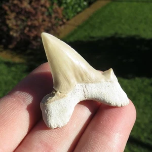 Minerali *** DENTE di SQUALO FOSSILE Marocco  - Imagen 1 de 2