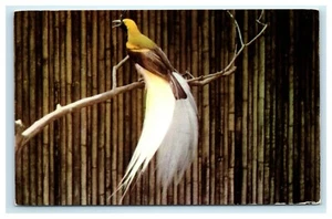 POSTAL Golden Plumed Bird of Paradise Honolulu Zoo Hawaii HI - Imagen 1 de 2