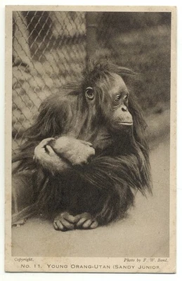 Zoological Society Of London Regent's Park Orang-Utan Orangutan No. 11 Postcard - Image 1 of 2