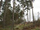 Photo 12x8 A fine stand of mature Scots pine in Whinny plantation Rosebery c2011