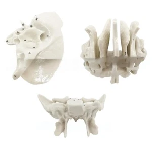 Human Skeleton Model Temporal Bone Model School Teaching Supplies for Students - Bild 1 von 11