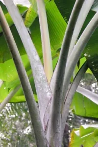 3 Seeds Musa thomsonii, Banana Tree - Picture 1 of 1