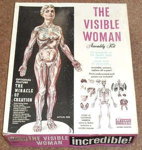 VINTAGE Visible Woman Renwal Plastic Model Kit 1960s Educational Anatomy RETRO - Picture 1 of 9