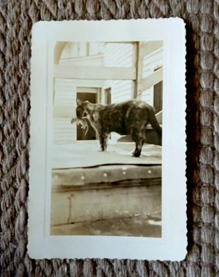 Instantánea sepia vintage, fotografía de gato llevando ratón 5" x 3 1/8 Foto 1 de 4
