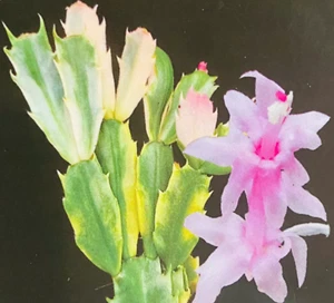 Variegated Zygocactus Schlumbergera Rare Cactus - 'Pink Flowers' No. 1 - Picture 1 of 6