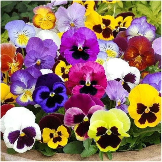 125 semillas de flores Pansy 'Swiss Giants Mix' Viola wittrockiana Foto 1 de 2