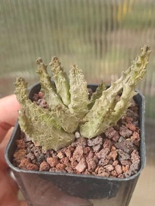 Pseudolithos mccoyi - Picture 1 of 3
