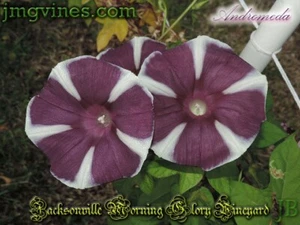 Andromeda Japanese Morning Glory 6 Qty - Picture 1 of 12