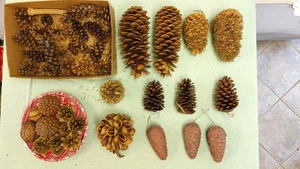 Konvolut Weihnachtsdeko Adventsdeko Grabdeko Tannenzapfen groß & Klein Pilze Geb - Bild 1 von 11