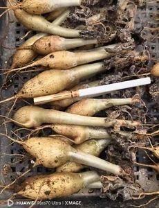 1/3/5pcs liveSucculent plant Cyphostemma uter var. macropus Own Root Random - Picture 1 of 4