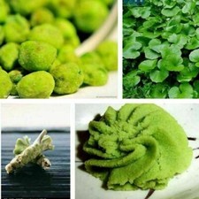 Wasabi pflanze kaufen