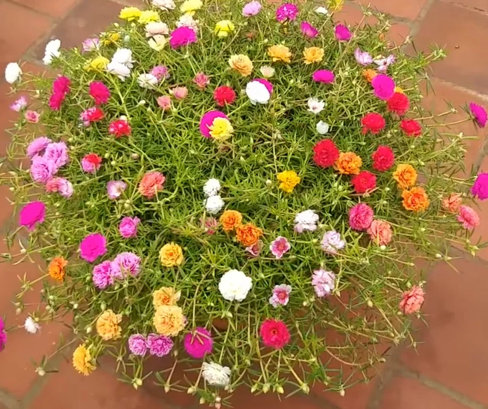 COLOR MIXES Grandiflora Portulaca Moss Rose Cuts Plants - READ DESCRIPTION - Image 1 of 4