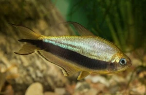 6 Blue Emperor Tetra - Picture 1 of 3