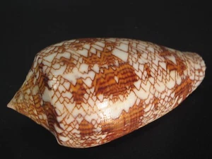 Patrón súper oscuro... TEJIDO CONO ~ 66,2 mm ~ Tailandia SEASHELL - Imagen 1 de 3