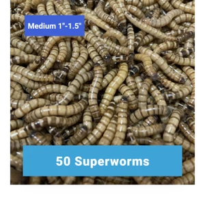 50 Medium SUPERWORMS 1"-1.5"   -   Free Shipping, Live Arrival Guarantee   - Picture 1 of 2
