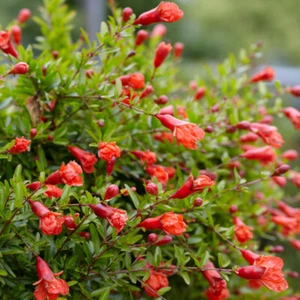 Pomegranate Plant - House Plant Bright Orange Flowering 1x Seed Packet by T&M - Picture 1 of 1
