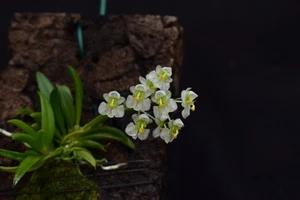 Orchidea zygostates alliana - Zdjęcie 1 z 2