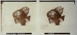Fisch Hohlwasserhuhn.Tiere.Stereoansicht auf Glas 6x13cm.Glass Stereo. - Bild 1 von 1