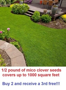 Micro clover seeds - 1/2 pound - covers up to 1000 square feet - Picture 1 of 3