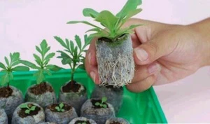 Set of 12 Jiffy Peat Pellets 30 cm Seed Starting Expanding Pots Quick Shipping - Picture 1 of 4