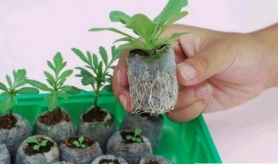 Juego de 12 Pellets de Turba Jiffy 30 cm Semilla Inicio Macetas Expansibles Envío Rápido Foto 1 de 4