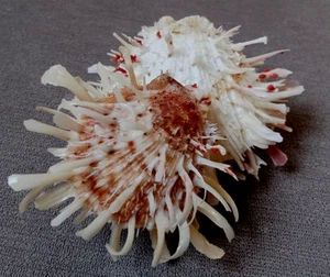 Spondylus spinosus 103mm F+++/gem TWIN natural attachment collectible beauty - Picture 1 of 7