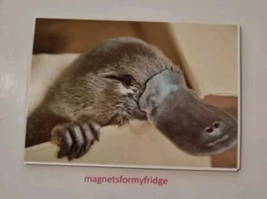 IMÁN NEVERA FOTO ORNITORRINCO BEBÉ - M41 - Imagen 1 de 1