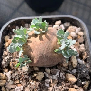 Othonna cacalioides (Ronderug form), Caude # small display in 5cm pot Succulent - Picture 1 of 2