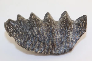 Dente di pesce polmonare, Ceratodus sp., gesso, Apt, Gaddafoua, deserto di Téneré, Niger-k202 - Foto 1 di 5