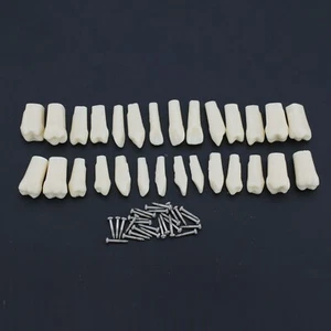 Repuesto permanente de dientes Typodont dental 28 piezas dientes ajustados NISSIN Kilgore 200 - Imagen 1 de 12
