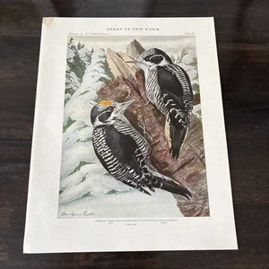 1914 Book Plate #61 Birds of New York Louis Agassiz Fuertes Woodpecker - Picture 1 of 4